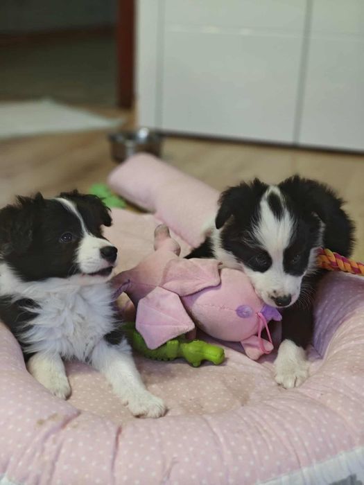 Chłopiec Border Collie