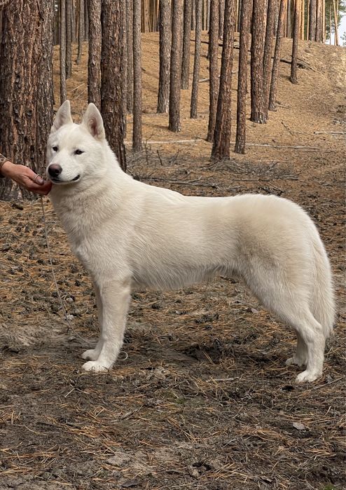 Продам собаку хлопчика щеня сибірського хаскі