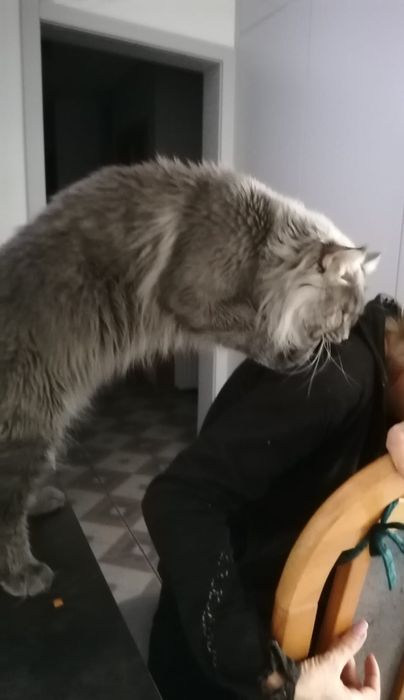 Kilan kocurek Maine coon