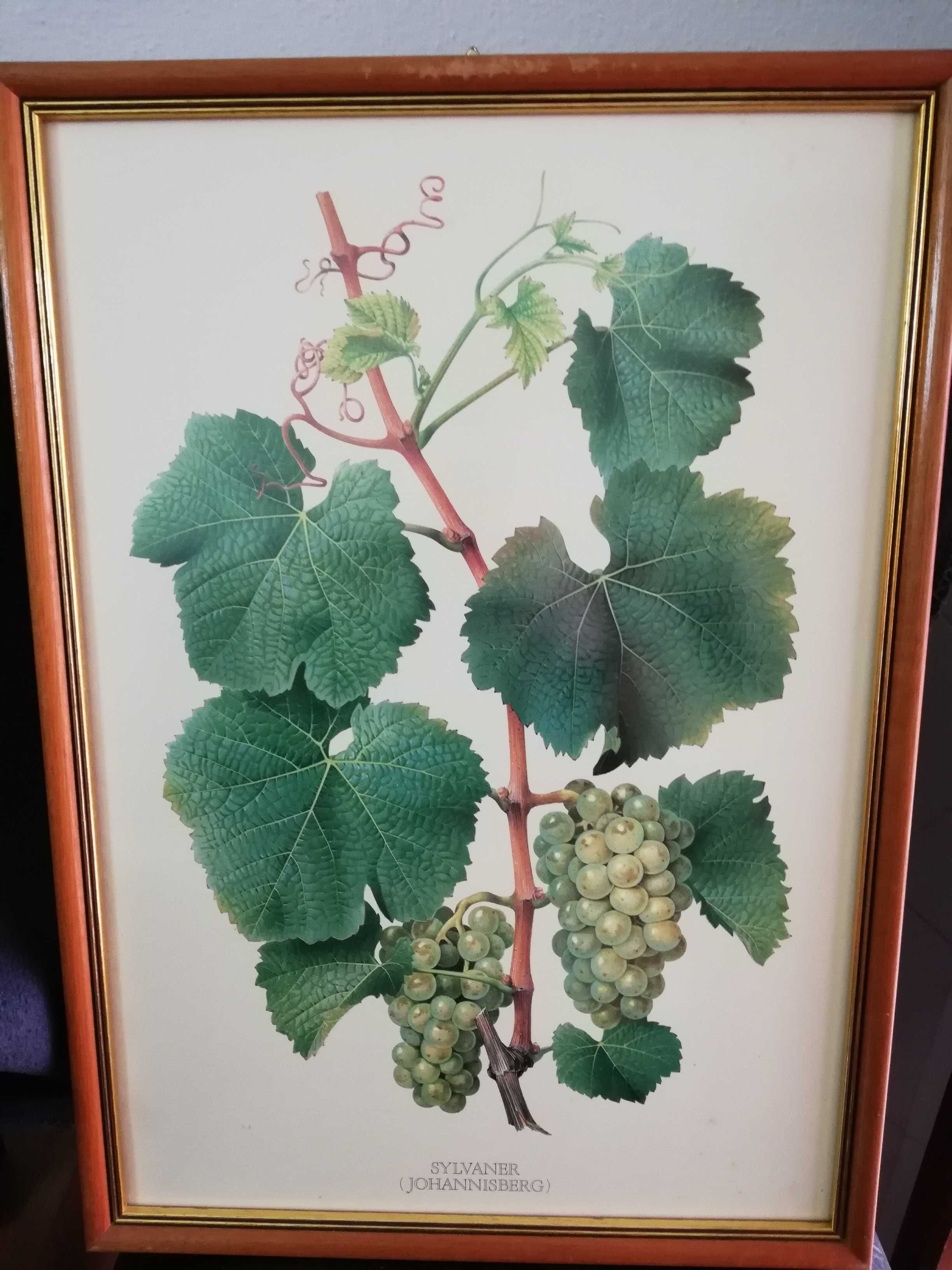 Quadros com motivo de castas de uvas.