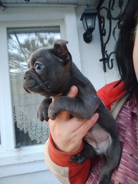 Дівчинка голуба булочка