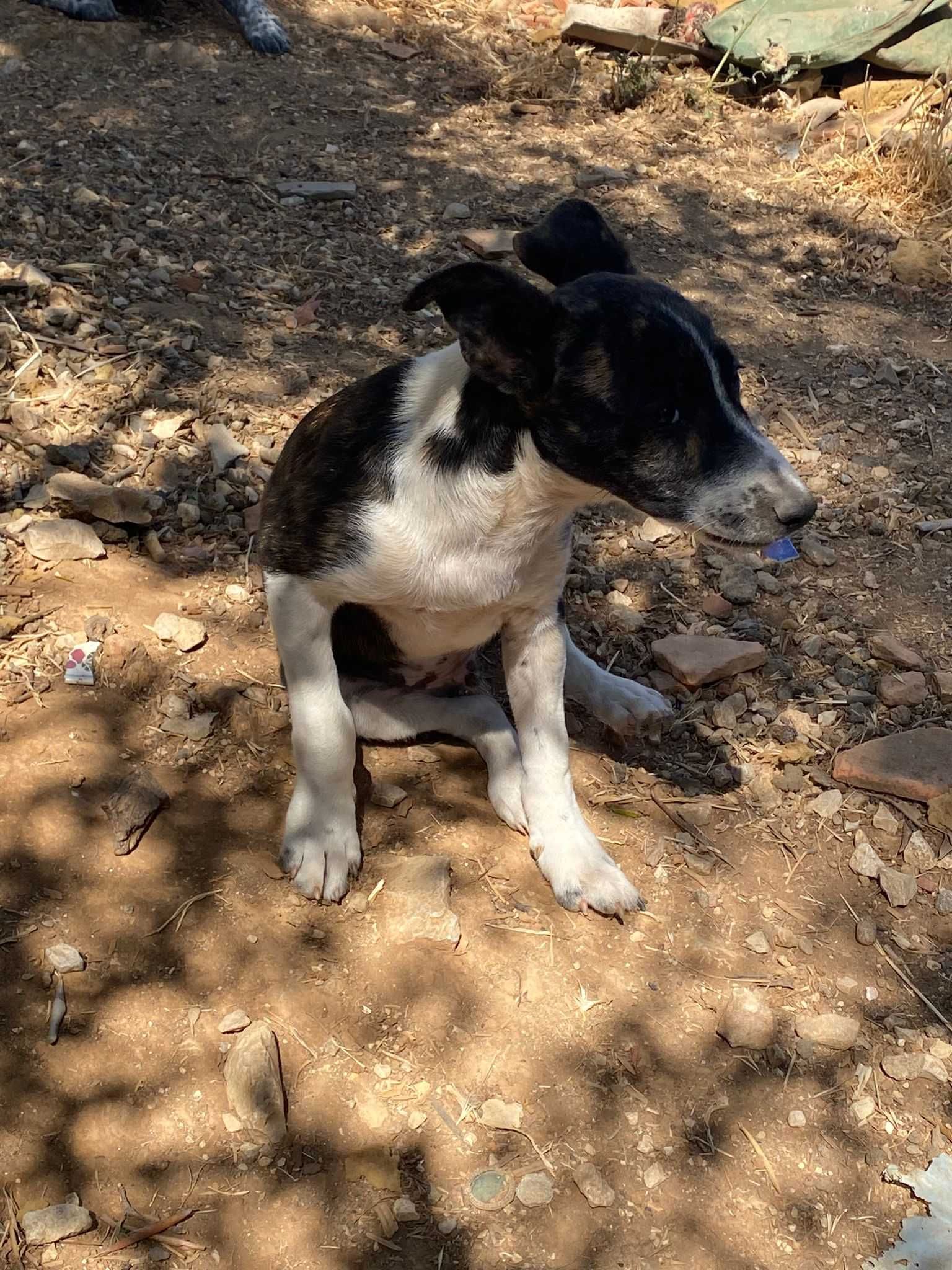 Pinóquio - Bebé para Adopção