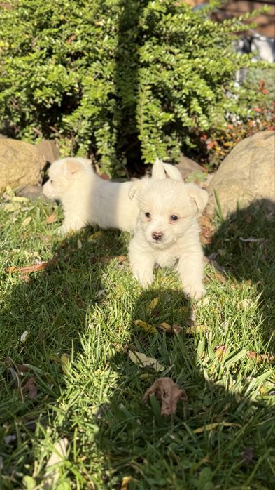 Собачки дворові ~виростуть маленькі 15 см