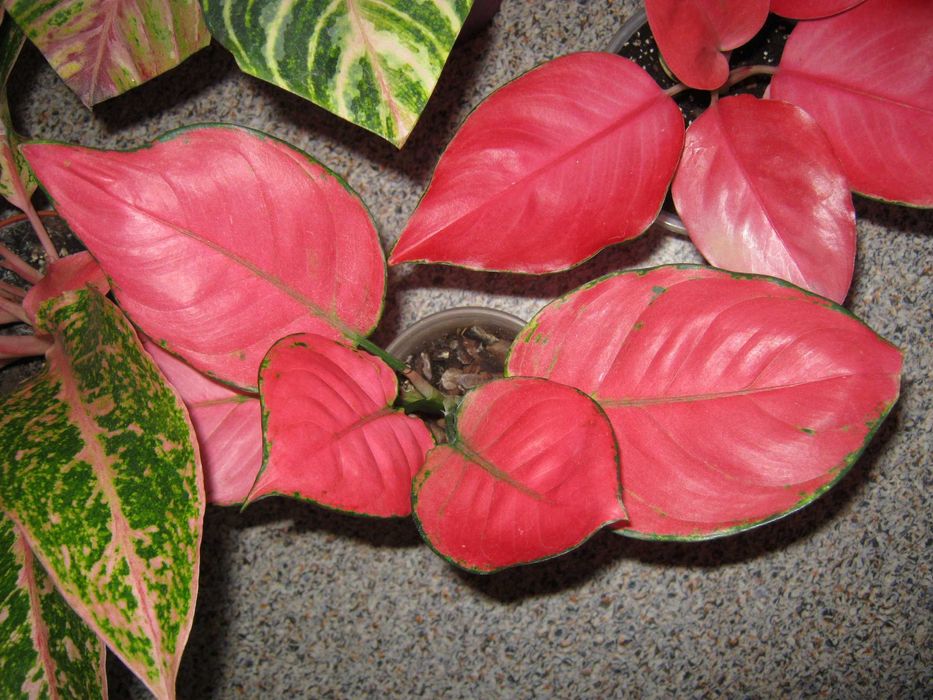 калатея аглаонема филодендрон драцена папоротник дек. лиственные цветы