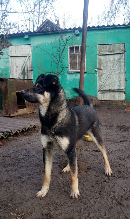 Терміново потрібен дім