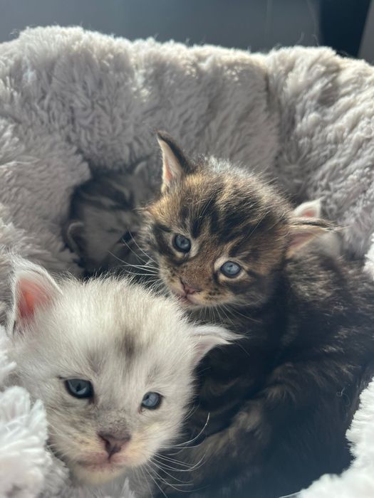 Kocurek Maine coon czarny klasycznie pręgowany linia shaded
