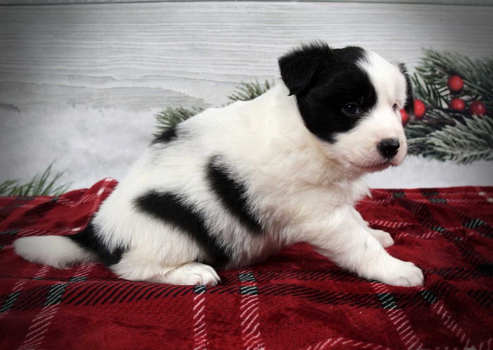 Border collie suczka czarno biała gotowa do odbioru
