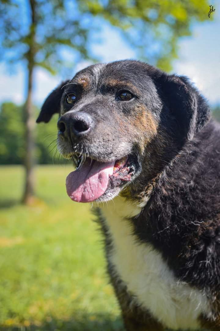 Na spacerach jeszcze potrafi się uśmiechać. Pies do adopcji!