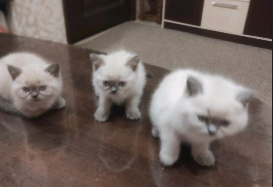 Чистокровні шотландські кошенята Блю поінт. Прямовухі! !