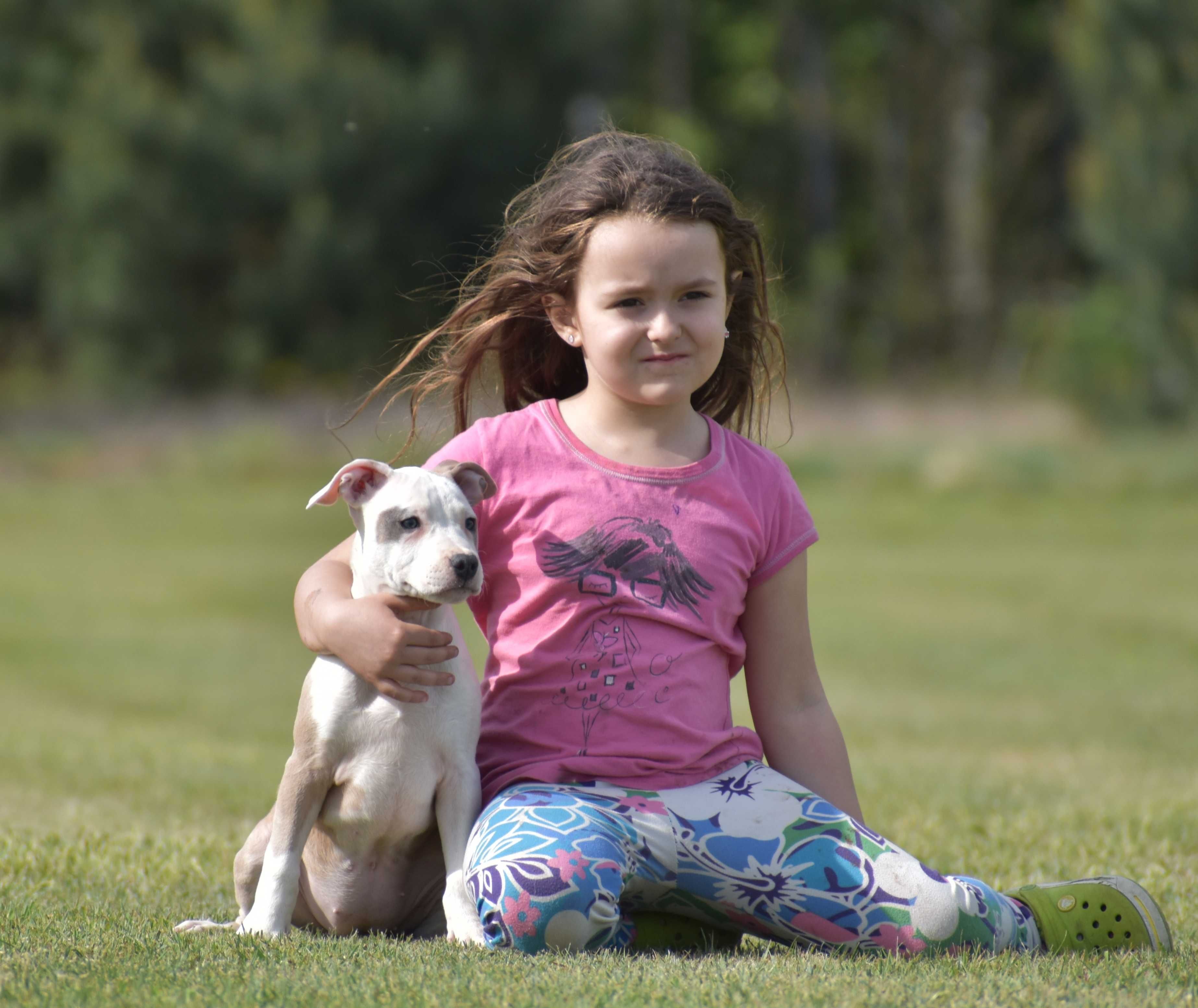 American Staffordshire Terrier, Amstaff - po Ch - ZKwP, FCI suczka