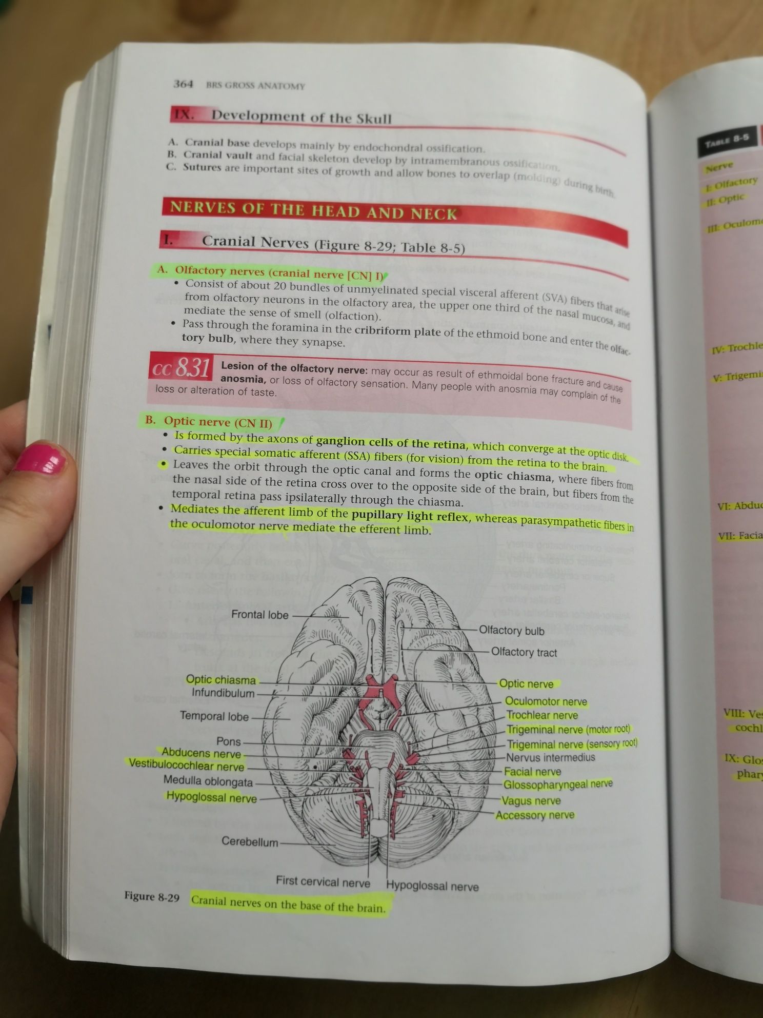 BRS Podręcznik gross anatomy