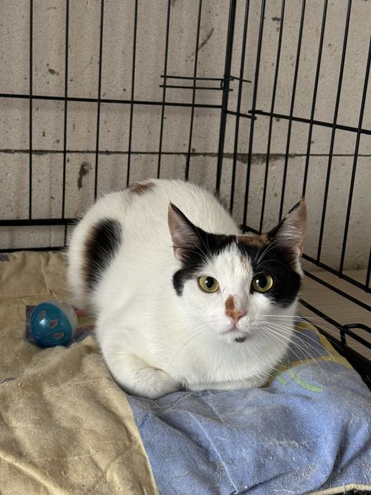 Киця в добрі руки