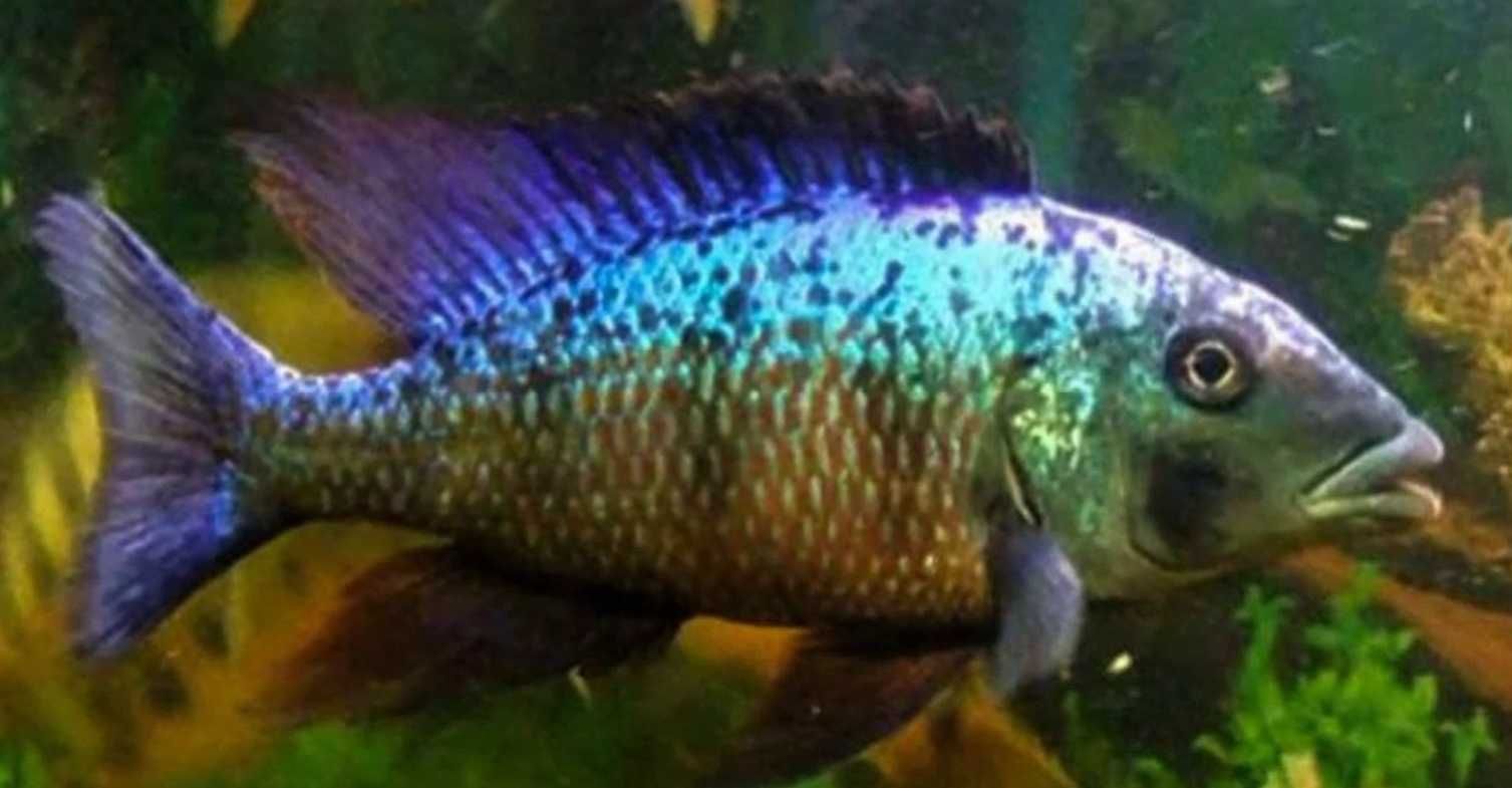 Fossorochromis rostratus - dowozimy, wysyłamy