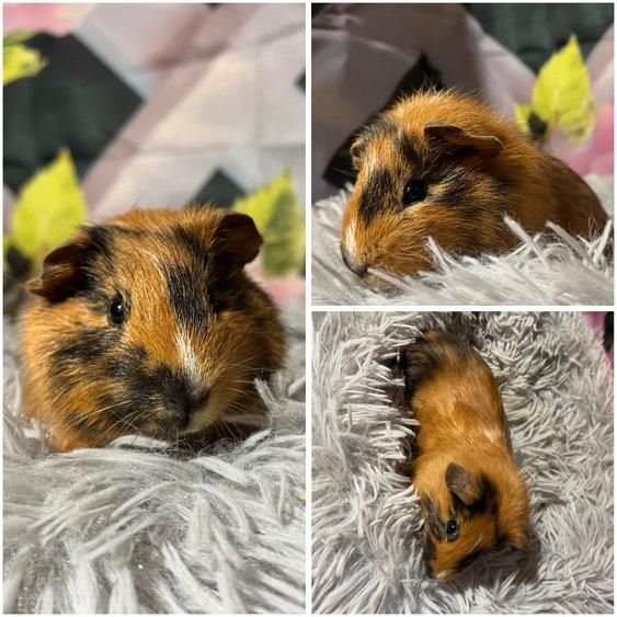 Świnki Morskie Cavie