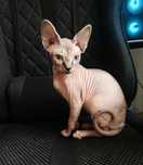 Sfinks kanadyjski, sphinx