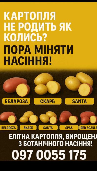 Елітні сорта насіння картоплі белароза,скарб,Санта,спас, редскарлет.