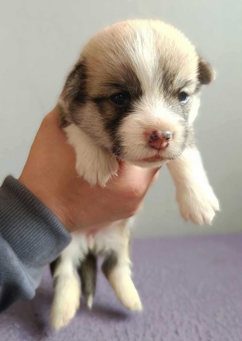 Welsh corgi pembrok panna