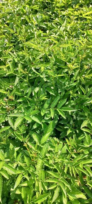 саджанці малини тибетська мяо мяо саженцы малины тибетская мяо мяо