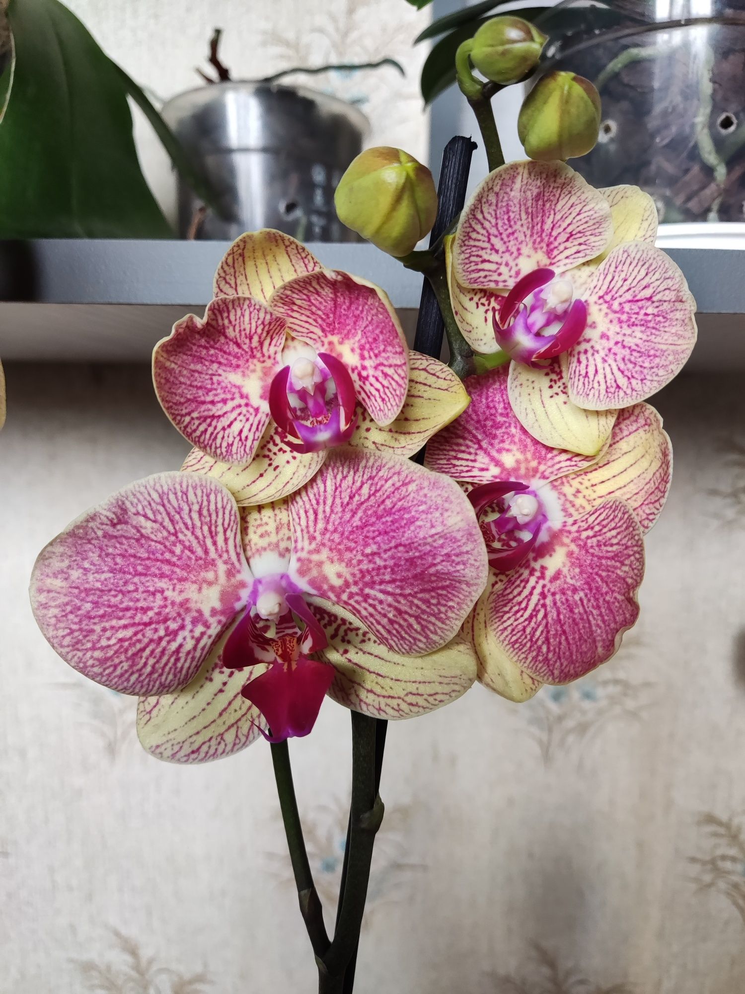 Продам орхидею в отличном состоянии.