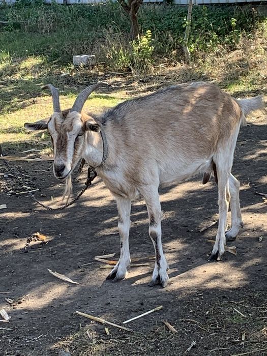 Продам козу