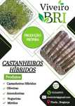 Castanheiros Híbridos