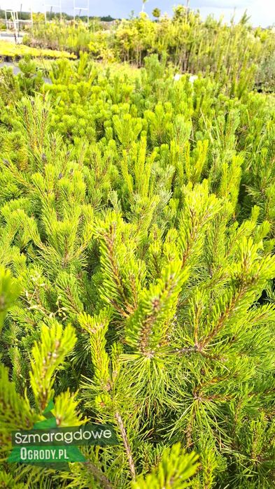 Sosna górka KOSODRZEWINA Pinus mugo DONICA C5
