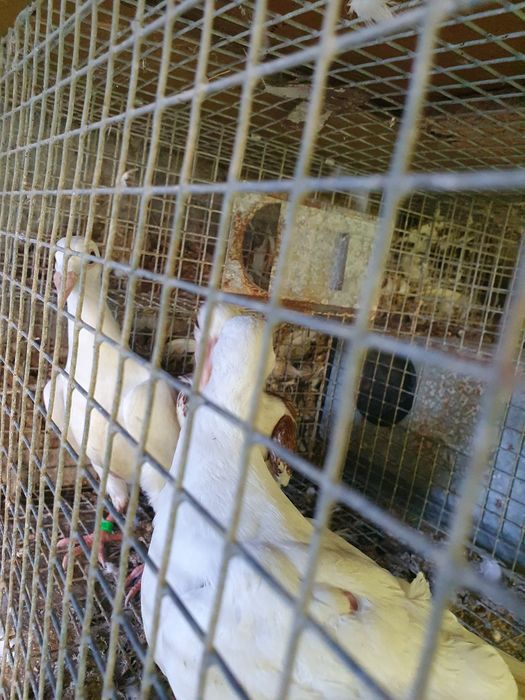 Rzeszowskie i inne sprzedam