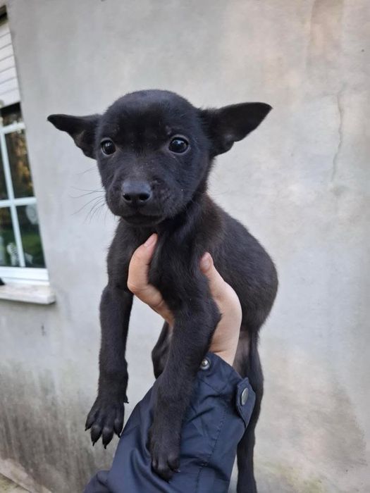 Adocao 2 filhotes de pitbull femeas