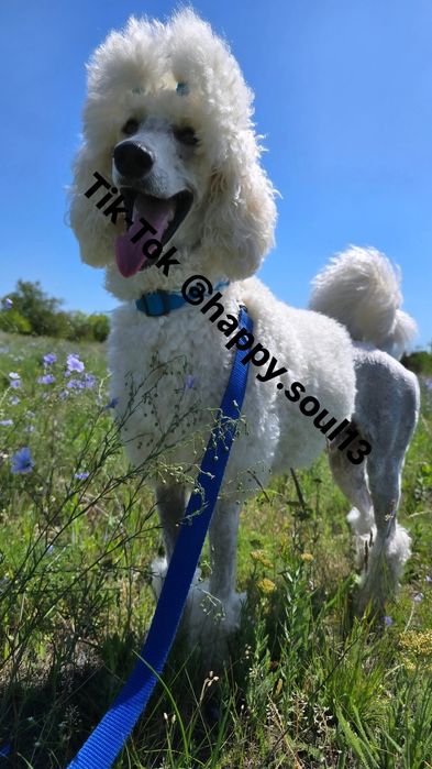 Королевский пудель вязка плем допуск