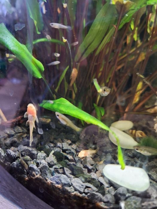 Małe złote glonojady. Zbrojniki