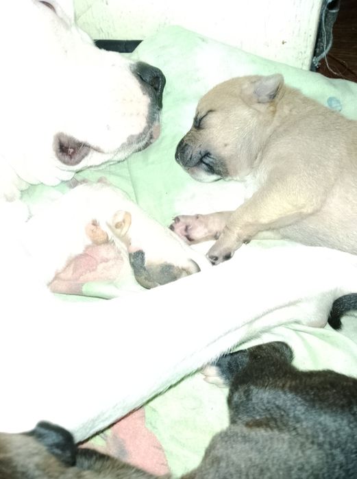 Продажа щенков амстафа