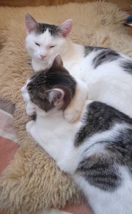 Kotki pełne miłości, 6 mies.