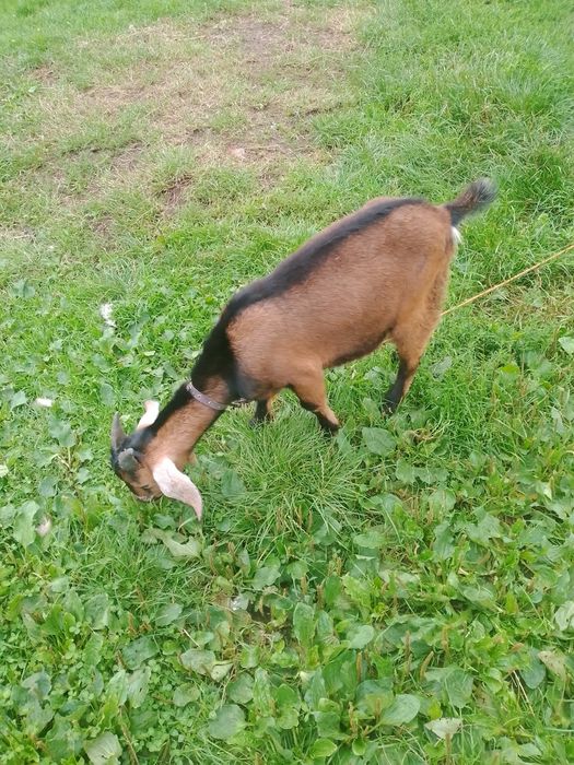 Продається козлик