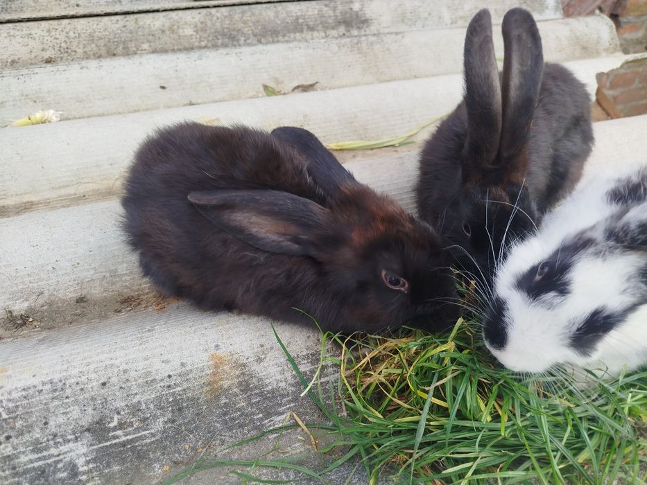 Продам молоді королі