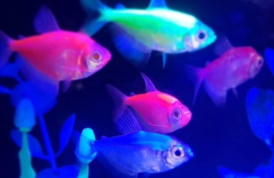 Тернеція гло тернеция