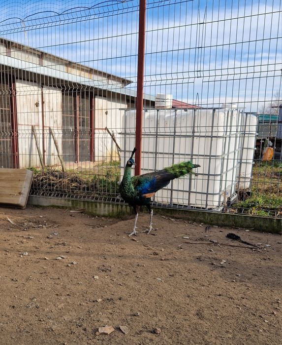 Sprzedam pawie zielone imperatory