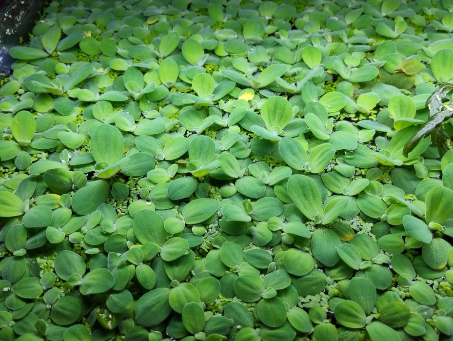 50 szt. Pistia, roślina pływająca