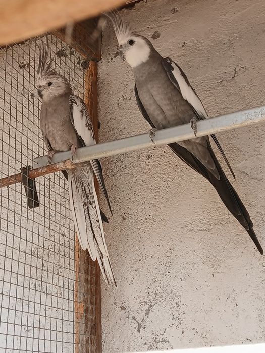 Vendo ou troco várias caturras