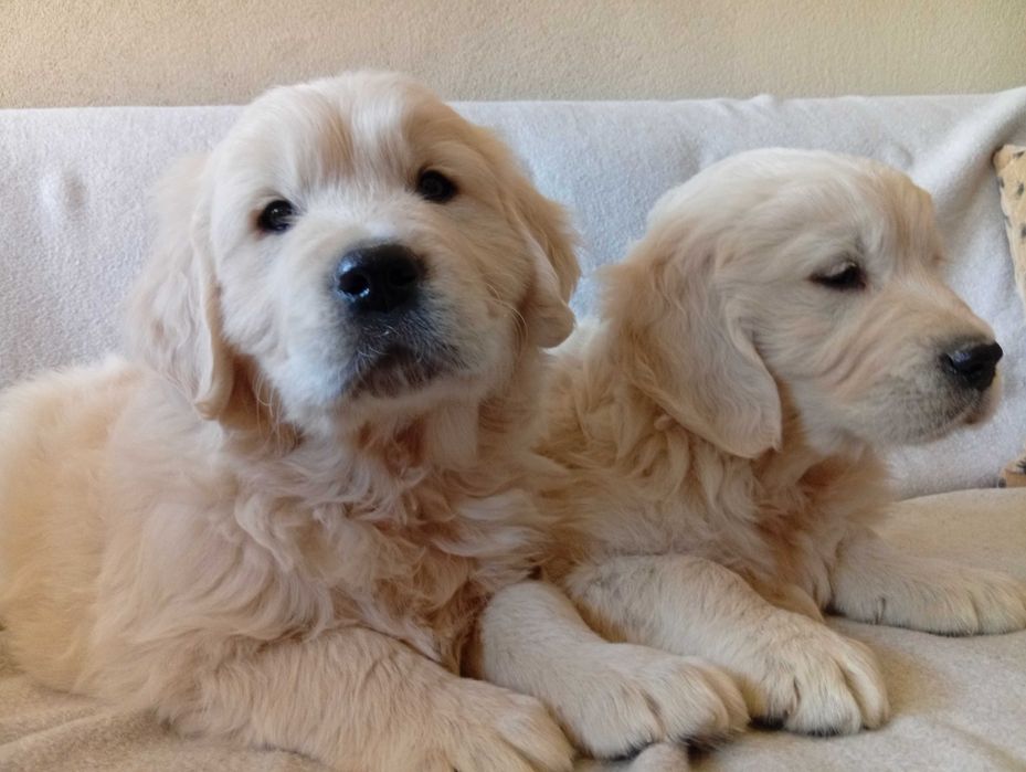 Szczenię golden retriever do odbioru samiec