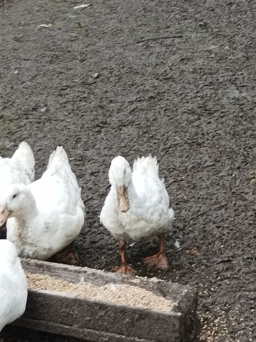 Kaczki mięsne pekin