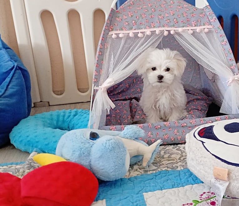 Maltańczyk szczenię