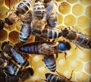 Плідна карніка Пешец, бджоломатки, пчеломатки.бджоли.матка