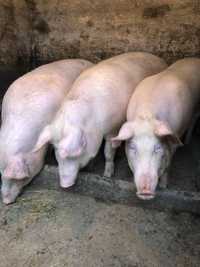 Свині 150-160 кг, Бутівці