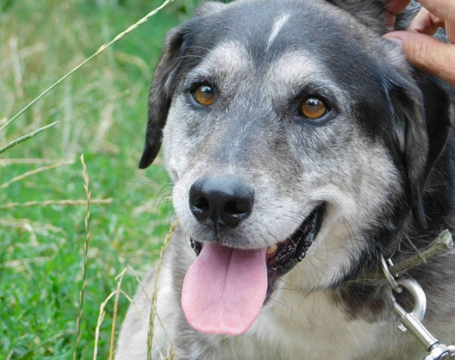 Собака-компаньон ищет семью