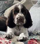 Springer spaniel angielski ZKwP z rodowodem