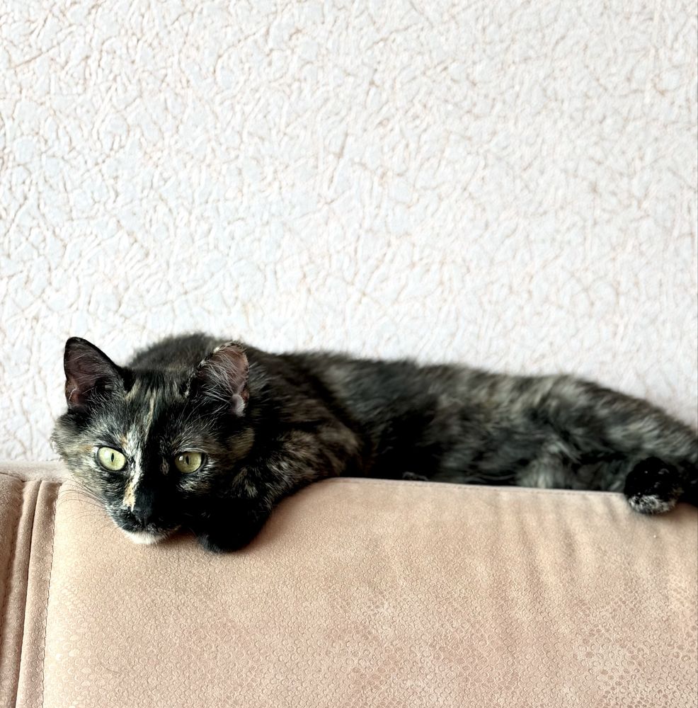 Киця стерилізована, 7-8 місяців