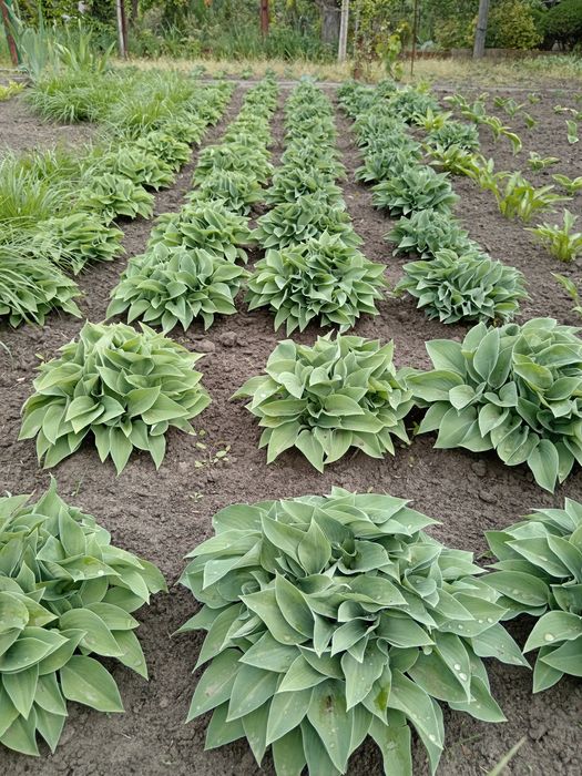 Продам хосту Блю Кадет