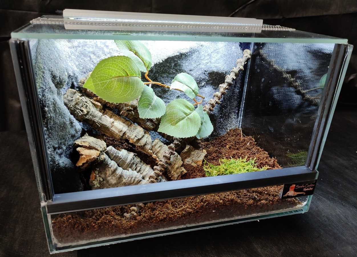 Terrarium szklane nr32 30/20/20 dla pająka ptasznika DOSTĘPNE