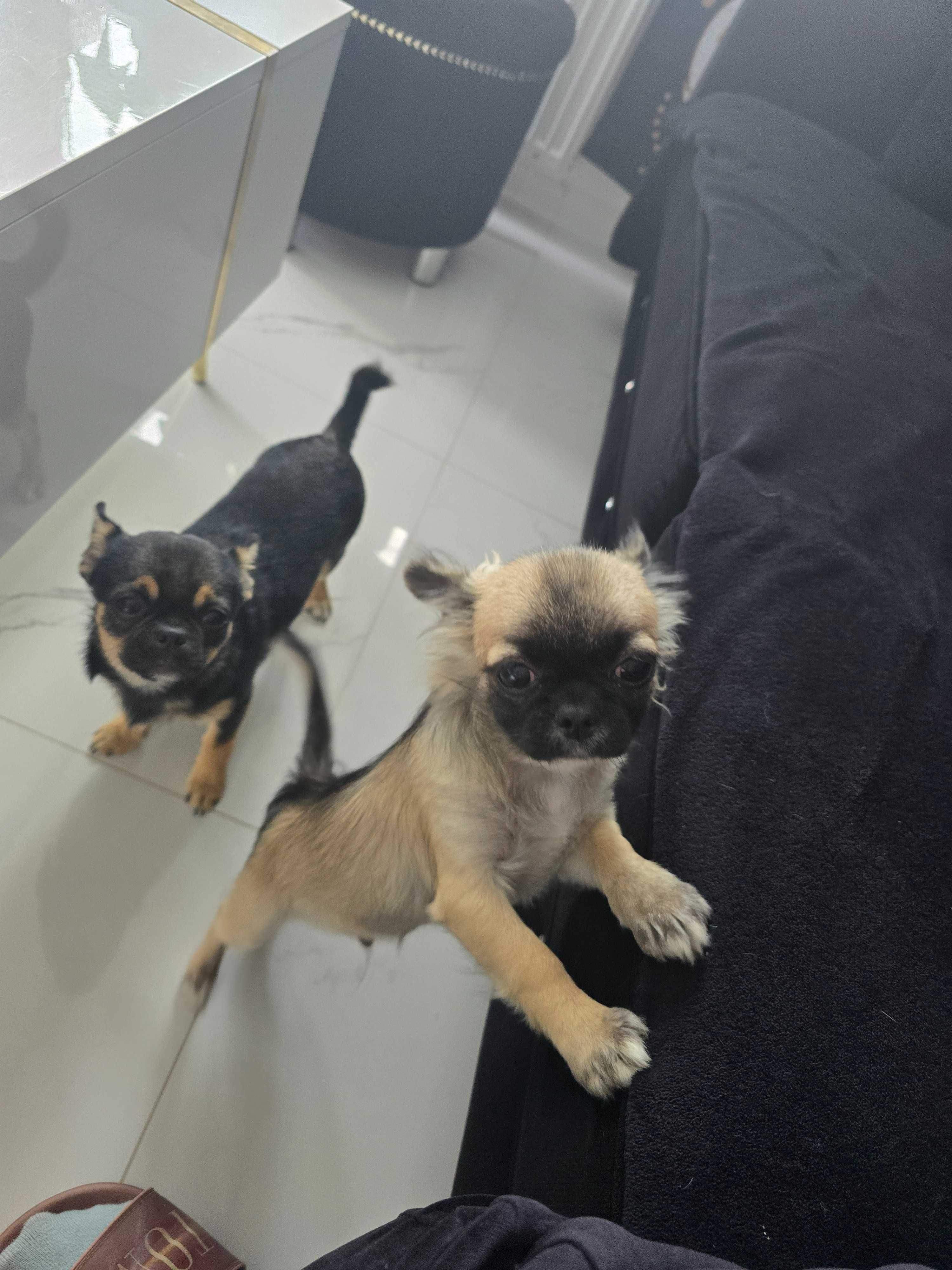 Piesek chihuahua zkwp