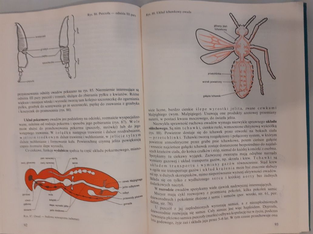 Tomasz Umiński Biologia cz.2